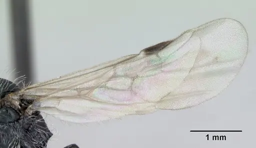 Pogonomyrmex rastratus - CASENT0172673