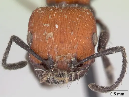 Pogonomyrmex rastratus - CASENT0173352