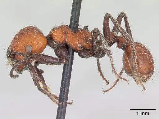 Pogonomyrmex rastratus - CASENT0173352