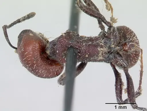Pogonomyrmex rastratus - CASENT0173353