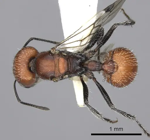 Pogonomyrmex rastratus - CASENT0235291