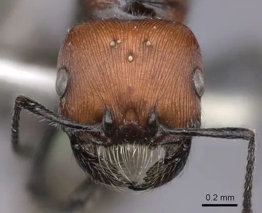 Pogonomyrmex rastratus - CASENT0235291