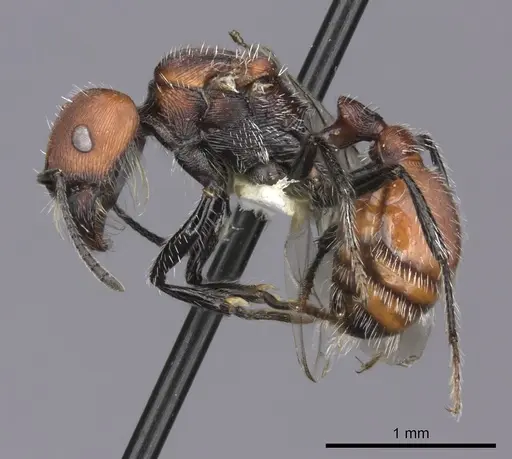 Pogonomyrmex rastratus - CASENT0235291