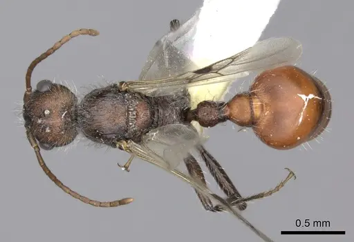 Pogonomyrmex rastratus - CASENT0235292