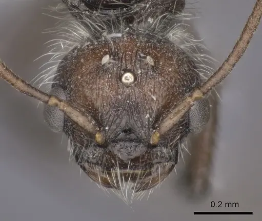 Pogonomyrmex rastratus - CASENT0235292