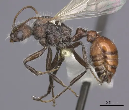 Pogonomyrmex rastratus - CASENT0235292