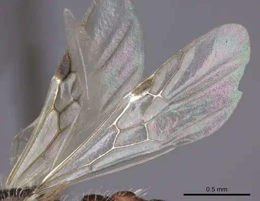 Pogonomyrmex rastratus - CASENT0235292