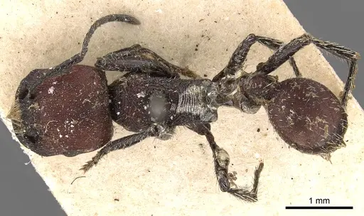 Pogonomyrmex rastratus - CASENT0900385