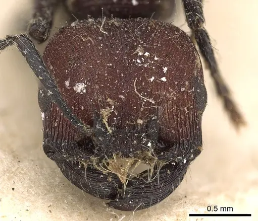 Pogonomyrmex rastratus - CASENT0900385