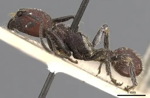 Pogonomyrmex rastratus - CASENT0900385