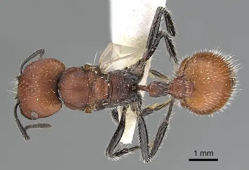 Pogonomyrmex rastratus - CASENT0922458