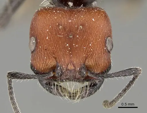Pogonomyrmex rastratus - CASENT0922458