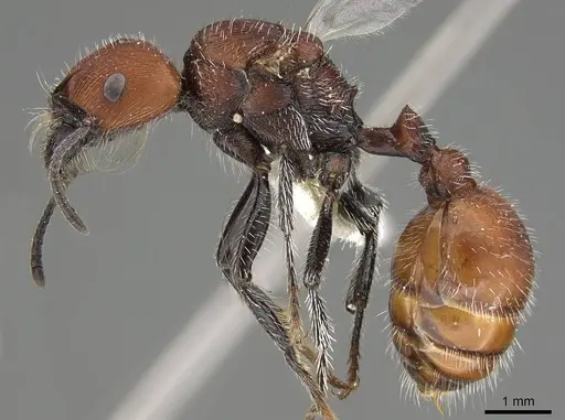 Pogonomyrmex rastratus - CASENT0922458