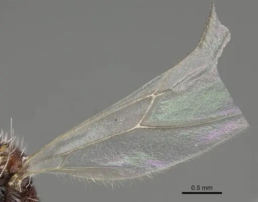 Pogonomyrmex rastratus - CASENT0922458