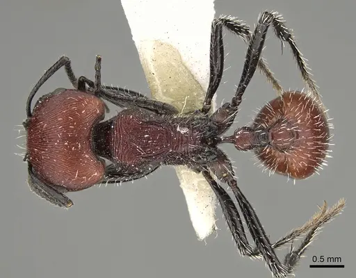 Pogonomyrmex rastratus - CASENT0923350