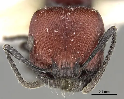 Pogonomyrmex rastratus - CASENT0923350