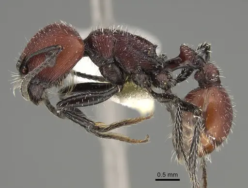 Pogonomyrmex rastratus - CASENT0923350