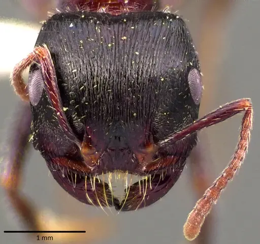 Pogonomyrmex rugosus specimen