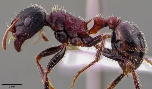 Pogonomyrmex rugosus specimen