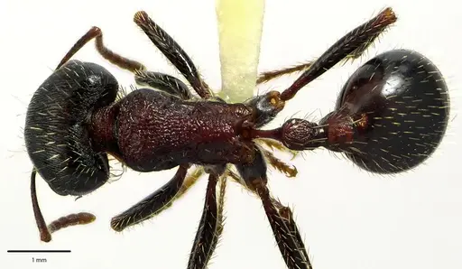 Pogonomyrmex rugosus - ANTWEB1041685