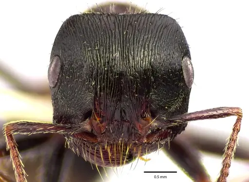Pogonomyrmex rugosus - ANTWEB1041685