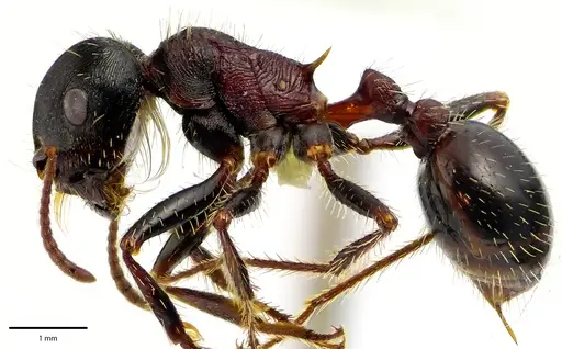 Pogonomyrmex rugosus - ANTWEB1041685