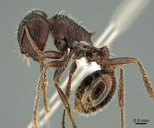 Pogonomyrmex rugosus - CASENT0000271