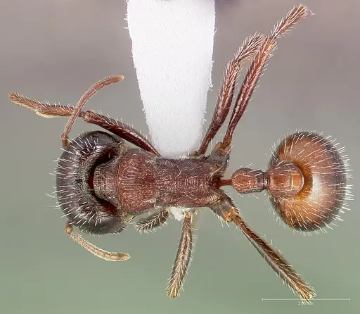 Pogonomyrmex rugosus - CASENT0005708