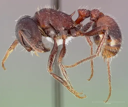 Pogonomyrmex rugosus - CASENT0005708