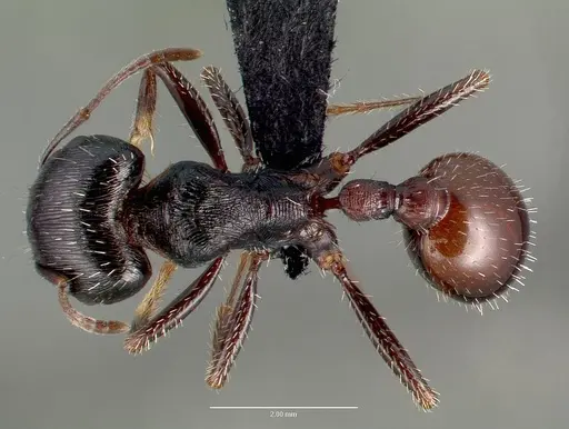 Pogonomyrmex rugosus - CASENT0006287