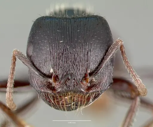 Pogonomyrmex rugosus - CASENT0006287