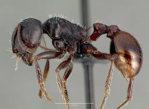 Pogonomyrmex rugosus - CASENT0006287