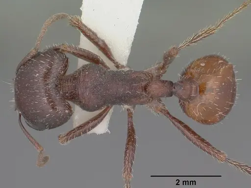 Pogonomyrmex rugosus - CASENT0102896