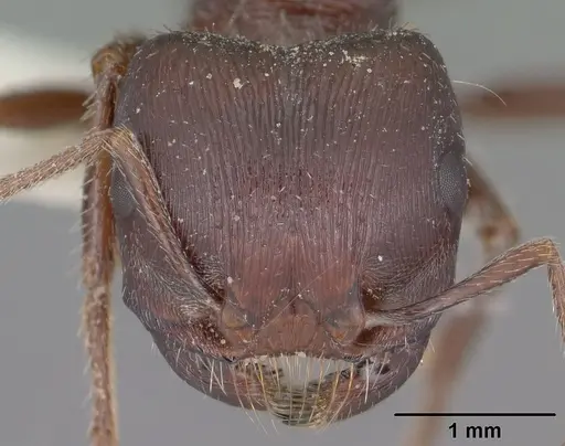 Pogonomyrmex rugosus - CASENT0102896