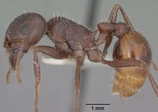 Pogonomyrmex rugosus - CASENT0102896