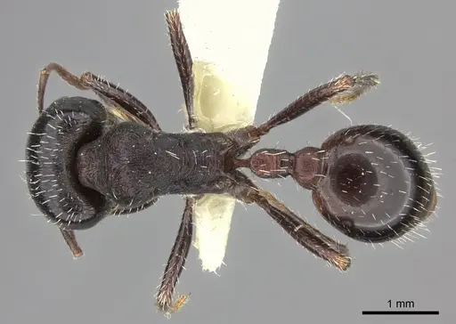 Pogonomyrmex rugosus - CASENT0217268