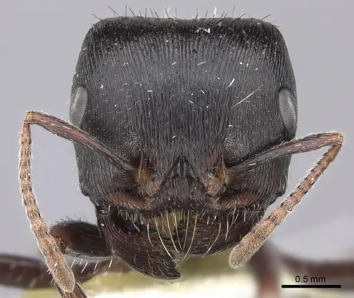 Pogonomyrmex rugosus - CASENT0217268