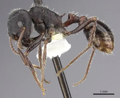 Pogonomyrmex rugosus - CASENT0217268