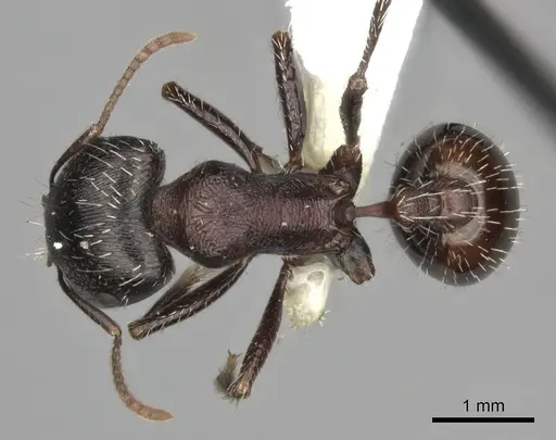 Pogonomyrmex rugosus - CASENT0235326