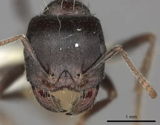 Pogonomyrmex rugosus - CASENT0235326