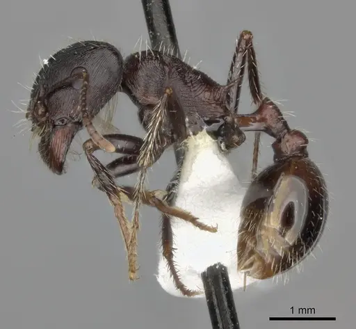 Pogonomyrmex rugosus - CASENT0235326