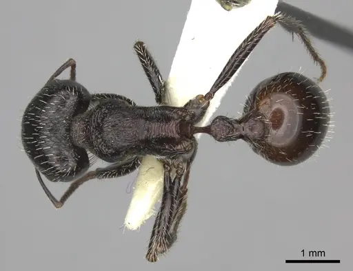 Pogonomyrmex rugosus - CASENT0235327