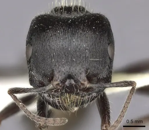 Pogonomyrmex rugosus - CASENT0235327