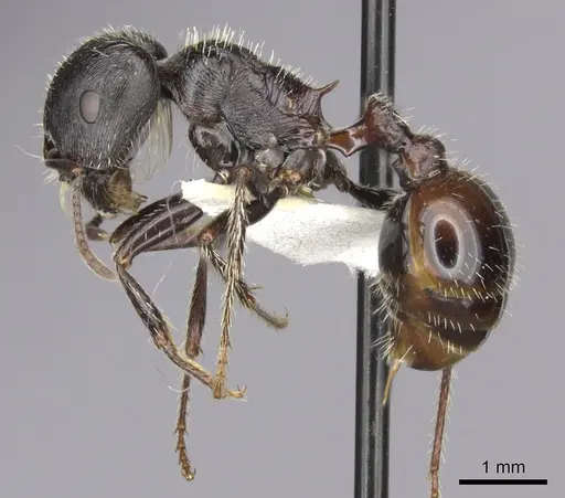 Pogonomyrmex rugosus - CASENT0235327