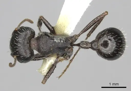 Pogonomyrmex rugosus - CASENT0235328
