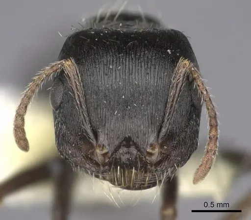 Pogonomyrmex rugosus - CASENT0235328