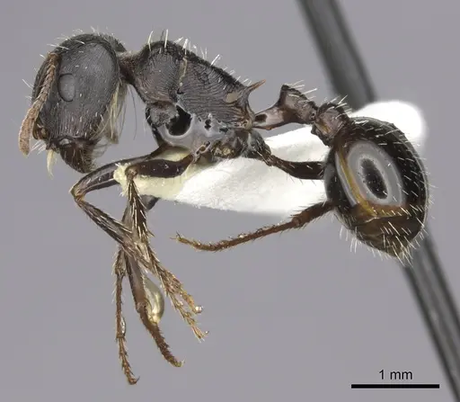 Pogonomyrmex rugosus - CASENT0235328