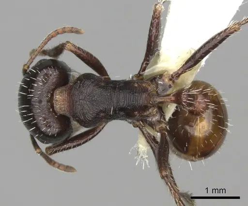 Pogonomyrmex rugosus - CASENT0235330