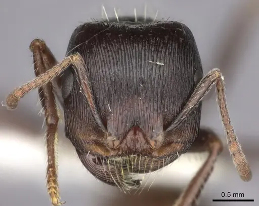 Pogonomyrmex rugosus - CASENT0235330