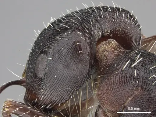 Pogonomyrmex rugosus - CASENT0235330